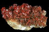Brilliant Vanadinite Crystal Cluster - Morocco #36992-1